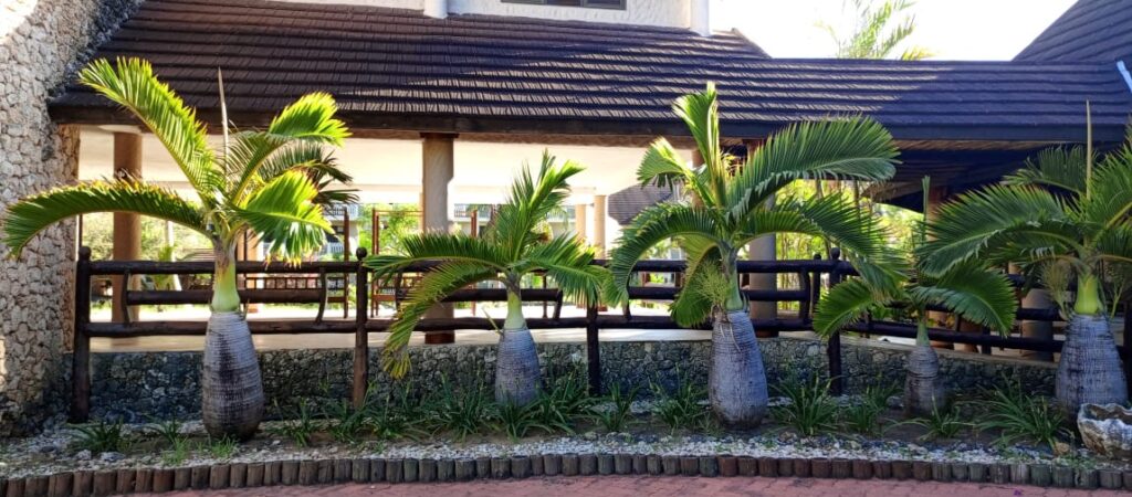 hotel tiwi